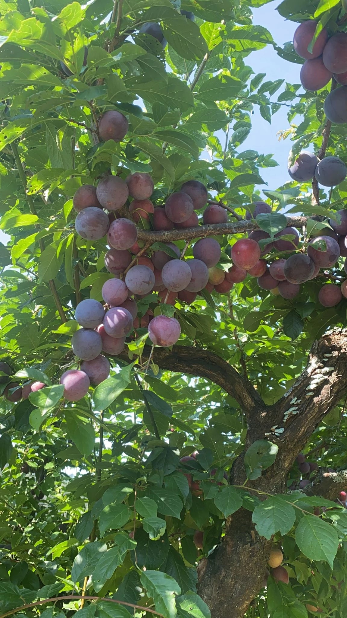 hands on earth plum tree soil