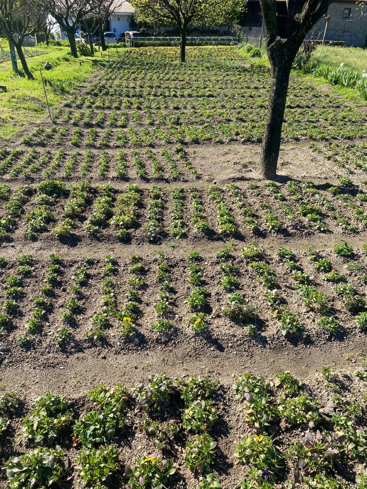 edible flowers rowing in the soil hands on earth
