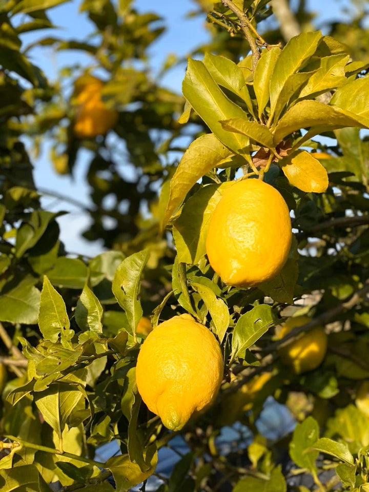 lemons and lemon tree from hands on earth field